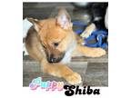 Adopt Shiba a Belgian Shepherd / Sheepdog, Husky