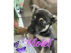 Adopt Violet a Belgian Shepherd / Sheepdog, Husky