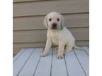 Labrador Retriever Puppy for sale in Bethany, IL, USA