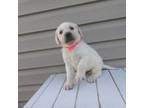 Labrador Retriever Puppy for sale in Bethany, IL, USA