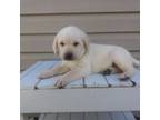 Labrador Retriever Puppy for sale in Bethany, IL, USA