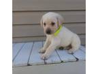 Labrador Retriever Puppy for sale in Bethany, IL, USA