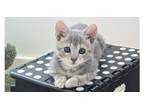 Adopt CA Wildflowers - Lupine a Domestic Short Hair