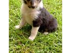 Bearded Collie Puppy for sale in Newborn, GA, USA