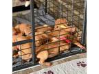 Vizsla Puppy for sale in Chipley, FL, USA