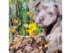 Staffordshire Bull Terrier Puppy for sale in Peoria, IL, USA