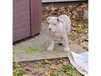 Staffordshire Bull Terrier Puppy for sale in Peoria, IL, USA