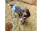 German Shorthaired Pointer Puppy for sale in Breckenridge, TX, USA