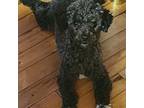 Poodle (Toy) Puppy for sale in Rock Port, MO, USA