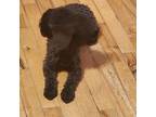 Poodle (Toy) Puppy for sale in Rock Port, MO, USA