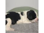 English Springer Spaniel Puppy for sale in Five Points, TN, USA