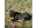 Rottweiler Puppy for sale in Eastpointe, MI, USA