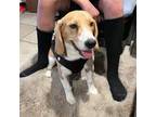 Beagle Puppy for sale in Phoenix, AZ, USA