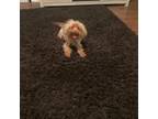 Yorkshire Terrier Puppy for sale in Henderson, NV, USA