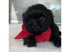Shih Tzu Puppy for sale in Mount Vernon, WA, USA