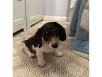 Dachshund Puppy for sale in Jamaica, NY, USA