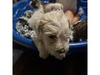 Schnauzer (Miniature) Puppy for sale in Mansfield, TX, USA