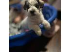 Schnauzer (Miniature) Puppy for sale in Mansfield, TX, USA