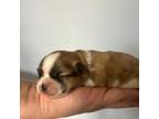 Shih Tzu Puppy for sale in Stephens City, VA, USA