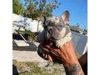 French Bulldog Puppy for sale in Cape Coral, FL, USA