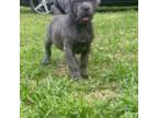 Cane Corso Puppy for sale in Hueytown, AL, USA