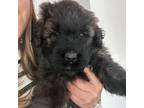 Mutt Puppy for sale in Walkertown, NC, USA