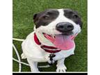 Adopt Cupid TAF NV a Pit Bull Terrier