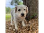 Adopt Alby a Mixed Breed