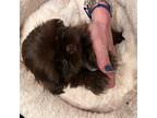 Shih Tzu Puppy for sale in Parker, CO, USA