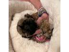 Shih Tzu Puppy for sale in Parker, CO, USA