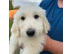 Great Pyrenees Puppy for sale in Lewisburg, OH, USA