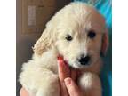 Great Pyrenees Puppy for sale in Lewisburg, OH, USA