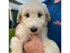 Great Pyrenees Puppy for sale in Lewisburg, OH, USA