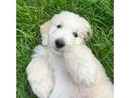 Great Pyrenees Puppy for sale in Lewisburg, OH, USA