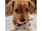 Dachshund Puppy for sale in Port Isabel, TX, USA