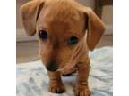 Dachshund Puppy for sale in Port Isabel, TX, USA