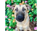 Adopt Peaches a Mixed Breed