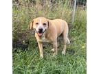 Adopt Sandy (COH-A-9269) a Mixed Breed