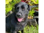 Adopt Tooty a Black Labrador Retriever