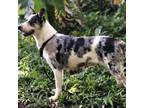 Adopt sweetheart a Catahoula Leopard Dog, Australian Cattle Dog / Blue Heeler