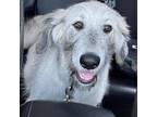 Adopt Roxi a German Shepherd Dog, Standard Poodle