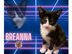 Adopt Breanna a Domestic Short Hair