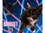 Adopt Bridget a Domestic Short Hair