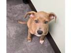 Adopt Cute Pebbles a Rhodesian Ridgeback, Pit Bull Terrier