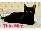 Adopt Thin Mint a Domestic Short Hair