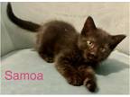 Adopt Samoa a Domestic Short Hair