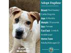 Adopt Daphne a Cattle Dog, Mixed Breed