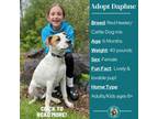 Adopt Daphne a Cattle Dog, Mixed Breed