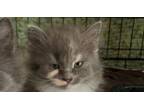 Adopt Slash (Cedar Kitten) a Domestic Medium Hair