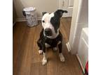 Adopt Piper a Pit Bull Terrier